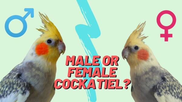 How to distinguish male and female cockatiels