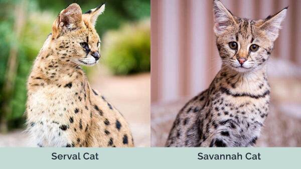 The Difference Between Savannah Cats and Serval Cats