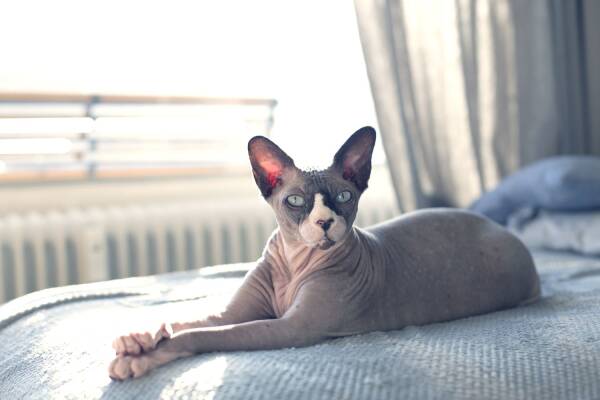 Sphynx cat personality traits