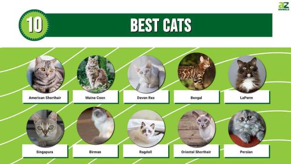 Top 10 best cats to keep