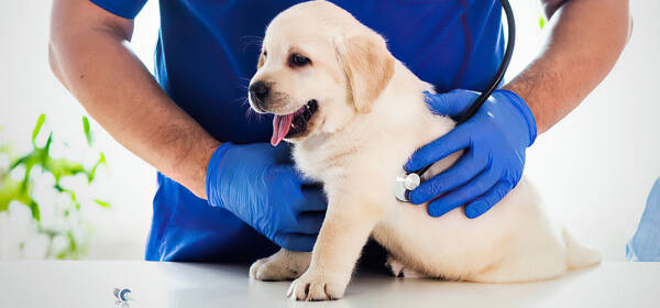 How to apply for a pet vaccination certificate?
