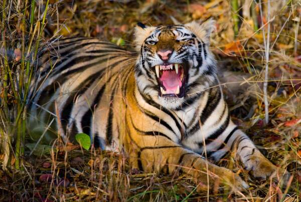 How strong is the tiger? Strength compared to humans and other animals