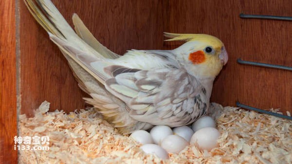 How to tell if there are eggs in a female parrot?