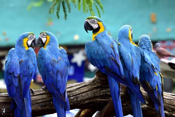 Florida's 5 Most Common Parrot Species: A Guide to Their Identities and Where to See Them