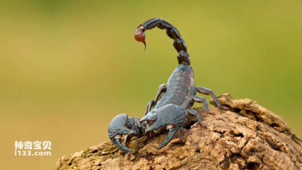 Ranking of the world's top ten poisonous scorpions, Israeli killer scorpions top the list