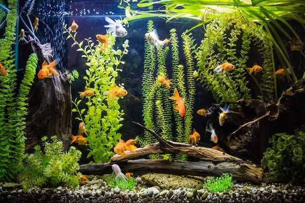 How to keep fish alive in a small fish tank
