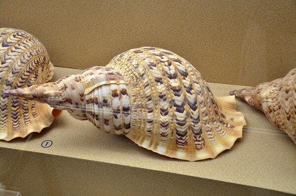 Ranking of the top 10 most beautiful shells in the world, how many have you seen?