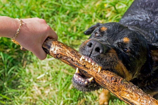 What should you do if you encounter a vicious dog?