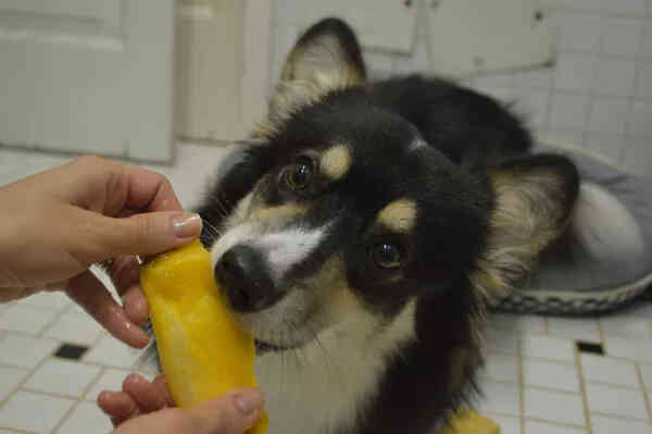 Can dogs eat mangoes?