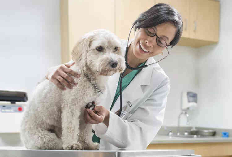 Heart Murmur Causes, Treatment, and Prevention in Dogs