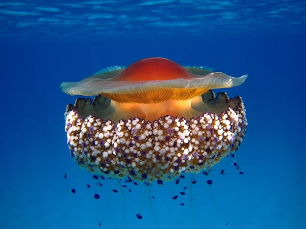 The 10 most beautiful jellyfish in the world