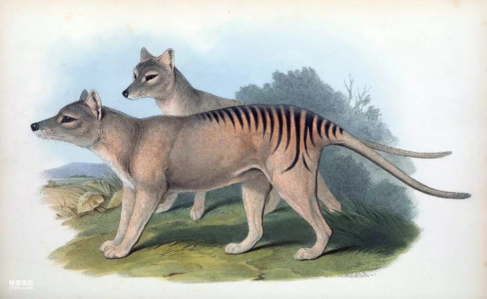 This dog-tiger-like marsupial went extinct in the 20th century