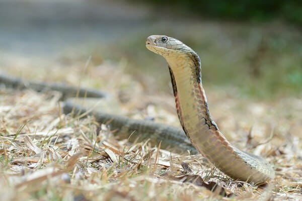 Ranking of the top 10 venomous snakes in China