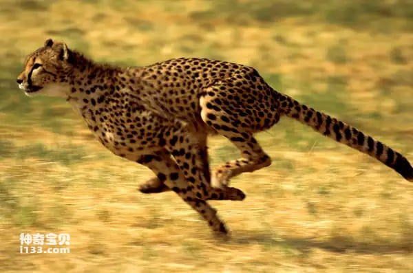 The fastest animal on earth