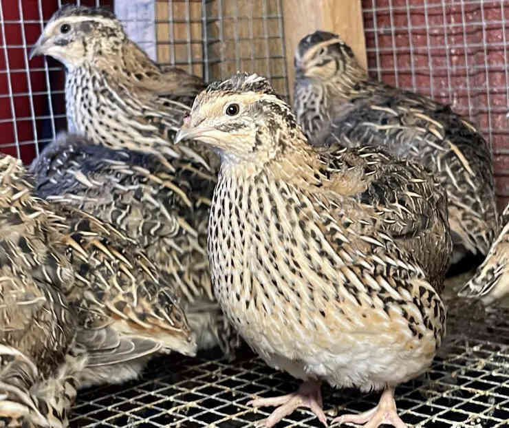 How to breed quail