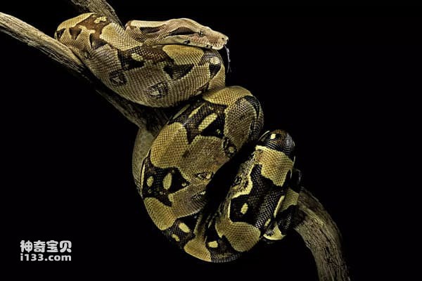 An introduction to pythons: habitat, behavior and diet