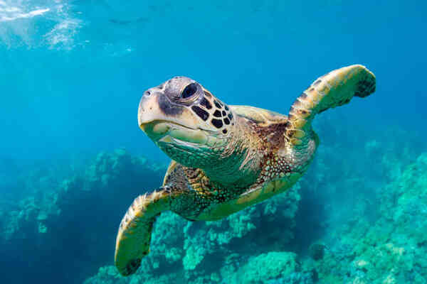 How long do sea turtles live (the science behind their longevity)
