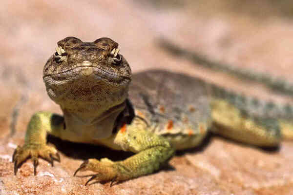 Characteristics of scaly reptiles