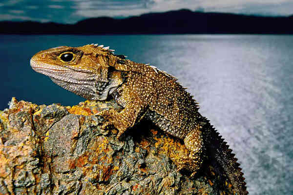 Characteristics and classification of “living fossil” reptile lizards