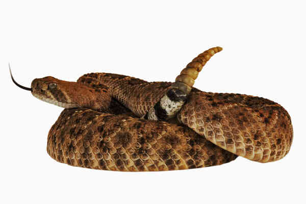 Rattlesnake Profile: Habitat, Behavior and Diet