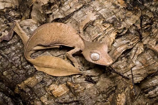 Leaf-tailed Gecko Profile: Habitat, Behavior, Diet