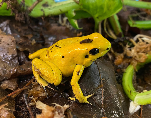 The top 10 poisonous frogs in the world (ranking of the most poisonous frogs)