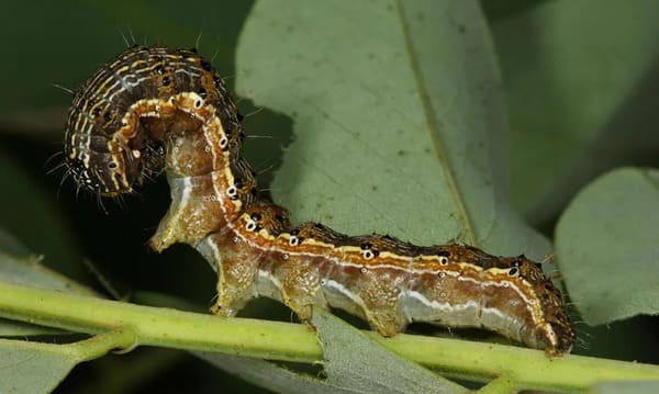 What are the common types of caterpillars?