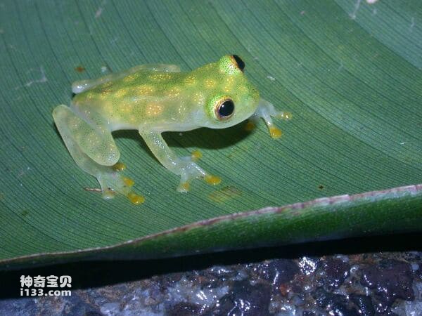 Top Ten Strange Frogs in the World (Have you ever seen a flying frog?)