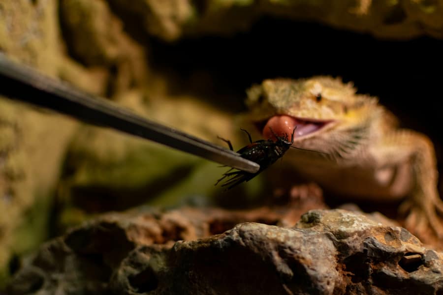Feeding methods for lizards