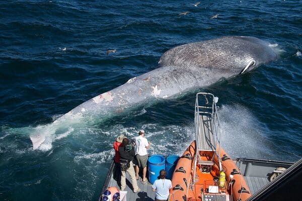 Top 10 largest whales in the world, I guess you only know the blue whale