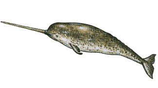 Why do narwhals have horns?