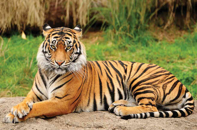 Detailed information and living habits of tigers