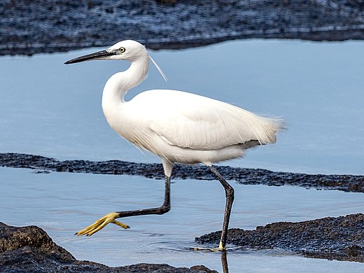 Detailed information and living habits of egrets