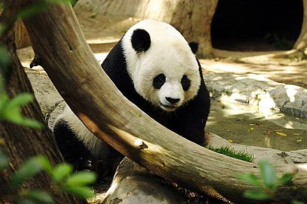 What are the characteristics of giant pandas