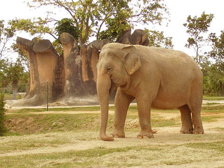 Detailed information and living habits of elephants