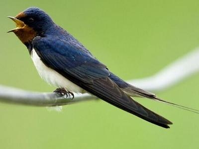 Detailed information and living habits of swallows
