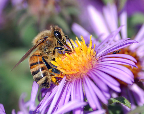 Detailed information and living habits of bees