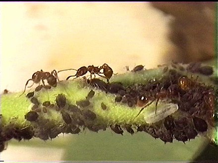 Detailed information and living habits of ants