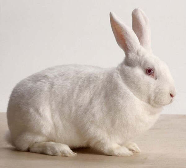 Among the top 10 meat rabbit breeds in the world, Harbin white rabbit is on the list!