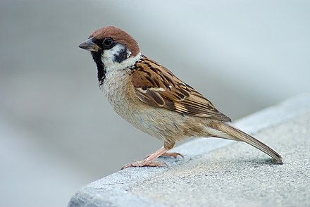 Detailed information and living habits of sparrows