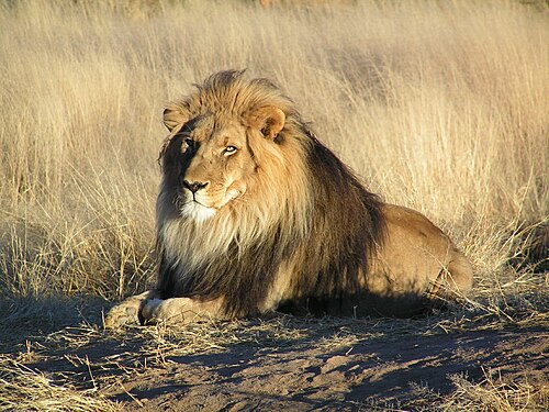 Details and living habits of lions