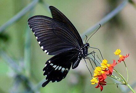 Detailed information and living habits of butterflies