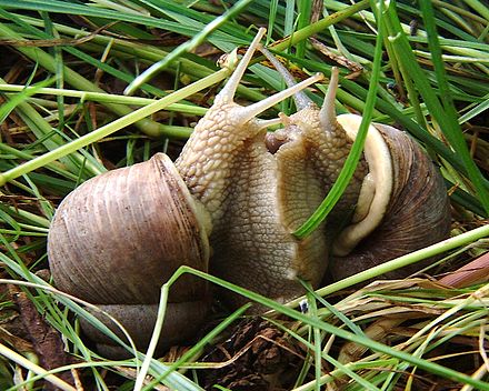 Detailed information and living habits of snails