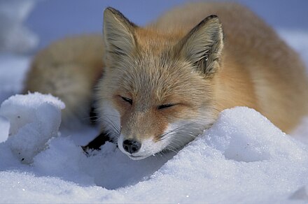 Detailed information and living habits of foxes