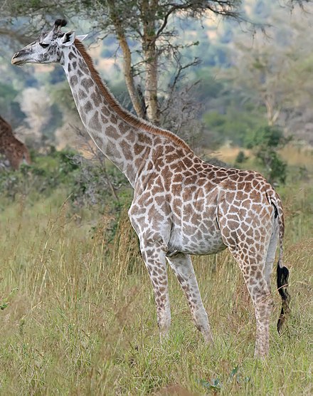 Detailed information and living habits of giraffes