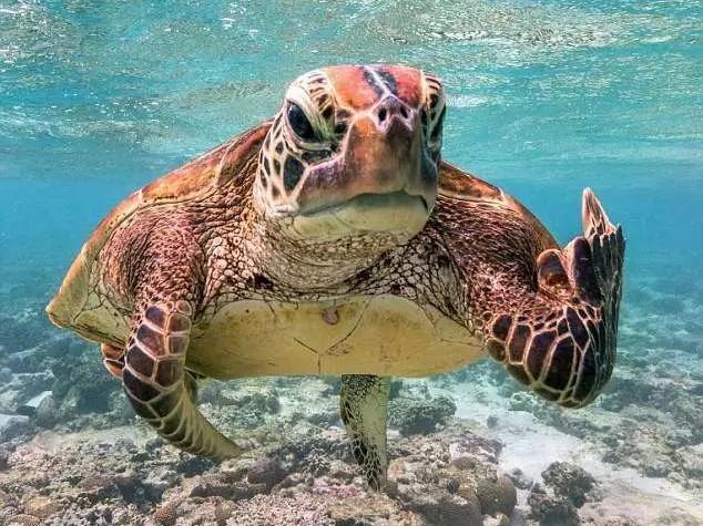 Detailed information and living habits of sea turtles