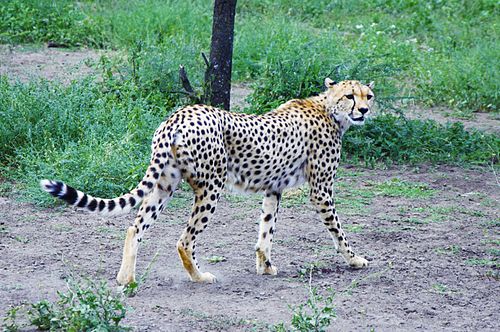 Detailed information and living habits of cheetahs