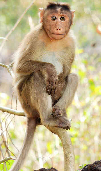 Detailed information and living habits of monkeys