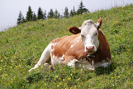 Detailed information and living habits of cattle