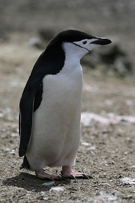 Detailed Information and Living Habits of penguins (Detailed introduction)